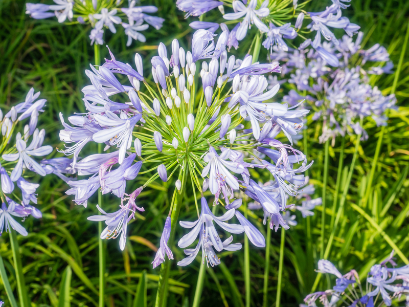 Find Serenity in Your Garden with the Best Tall-Potted Plants for Secluded Spaces