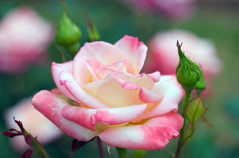 Find Serenity in Your Garden with the Best Tall-Potted Plants for Secluded Spaces